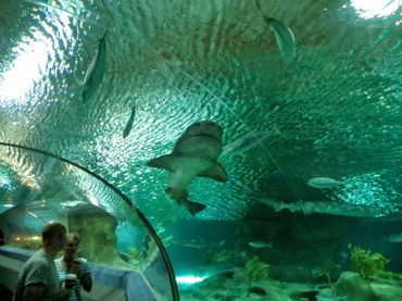 Travelator shark