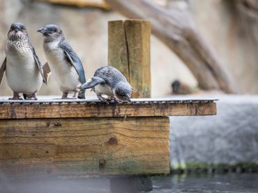 Little Penguins 